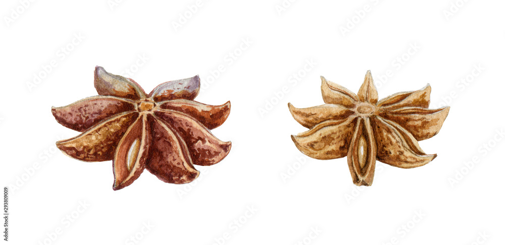Fototapeta premium Star anise spice fruits with seeds watercolor illustration. Close up dry indian badian spice. Illicium verum - organic healthy aroma flavor. Isolated on white background.