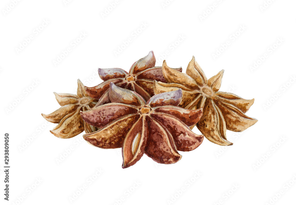 Star anise spice fruits with seeds watercolor illustration. Close up dry chinese badian spice or Illicium verum - organic healthy flavor. Isolated on white background. Star anise spice fruits with seeds watercolor illustration. Close up dry chinese badian spice or Illicium verum - organic healthy flavor. Isolated on white background.