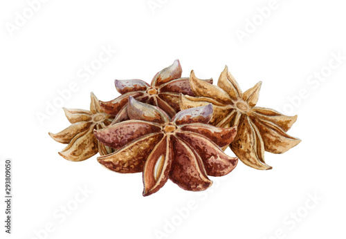 Star anise spice fruits with seeds watercolor illustration. Close up dry chinese badian spice or Illicium verum - organic healthy flavor. Isolated on white background.