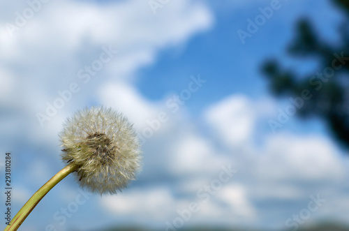 Blowball of a dandelion against clouds and sky
