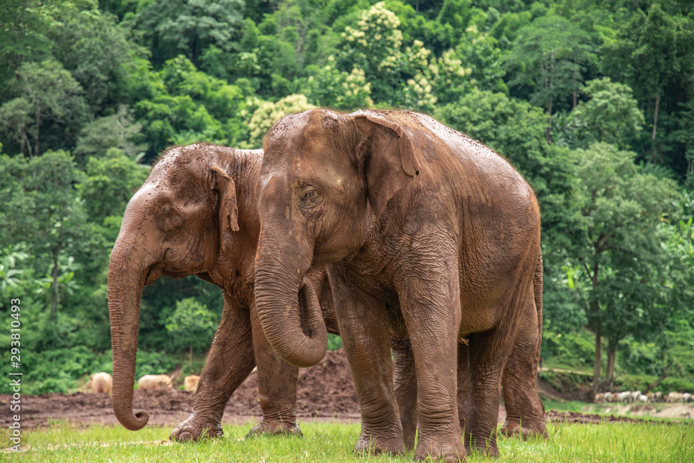 elephant in zoo