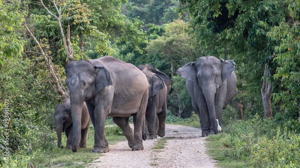 Elephants walking in the forest