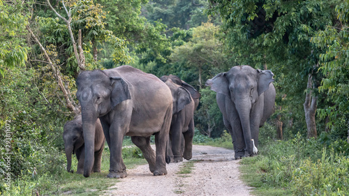 Elephants walking in the forest