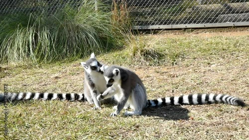 Ring-tailed lemur eating with food in hand
