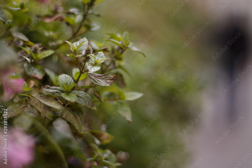 green plants with flowers close-UPS green plants with flowers close-UPS
