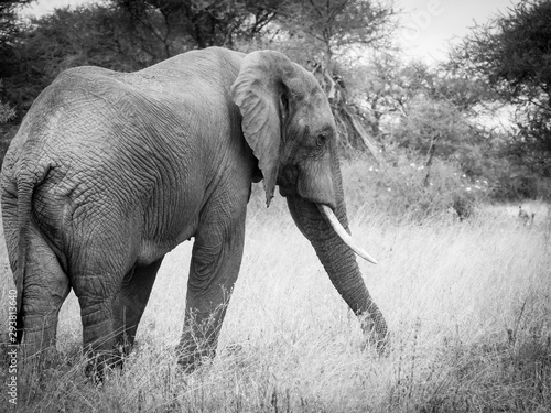 Elefante africano tarangire national park