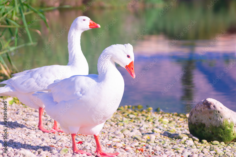 Cisnes en la laguna del rio algar en pueblo pesquero de Altea ,Alicante(España)