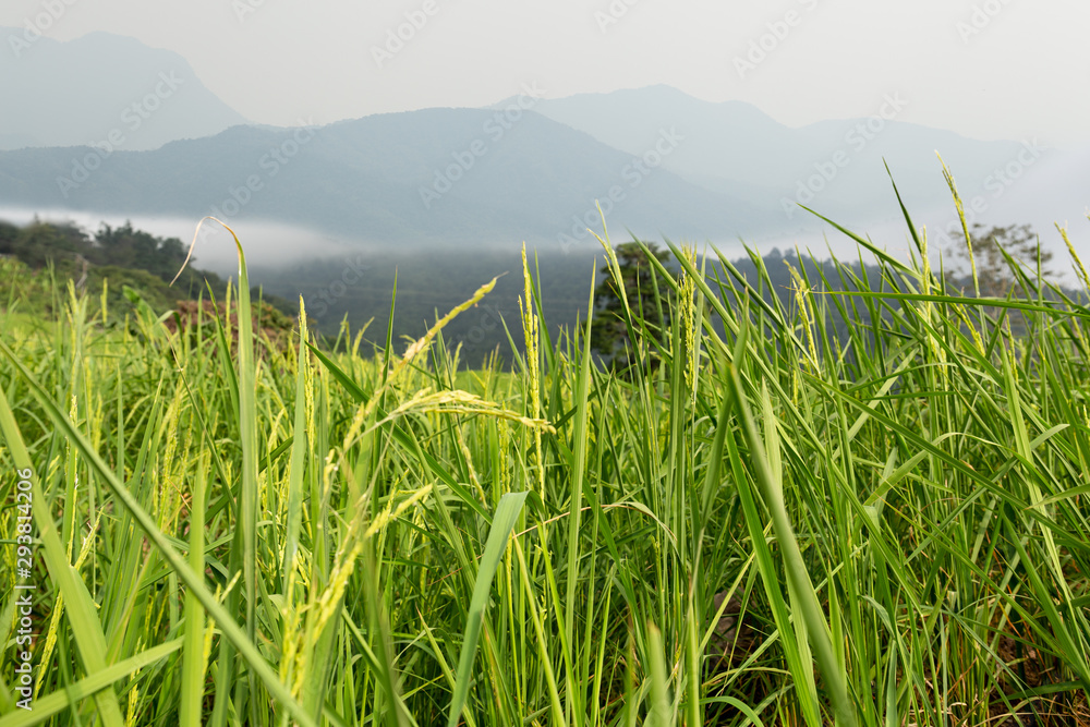 Beautiful mist mountain over the paddy fields in Petchabun Thailand.