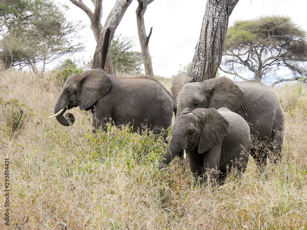 Elefante africano tarangire national park