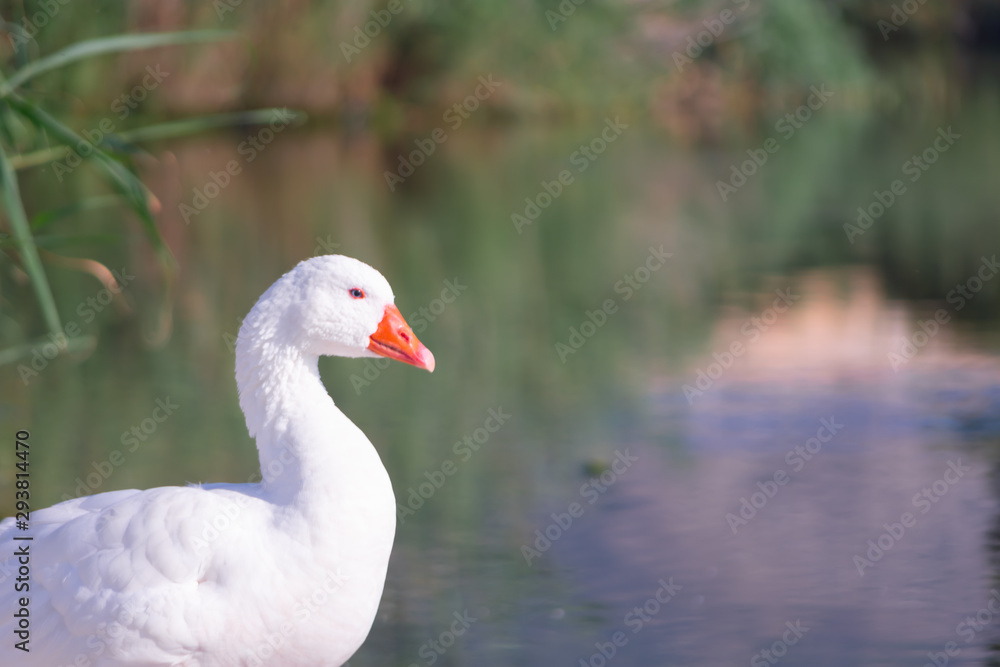 Cisnes en la laguna del rio algar en pueblo pesquero de Altea ,Alicante(España) Cisnes en la laguna del rio algar en pueblo pesquero de Altea ,Alicante(España)