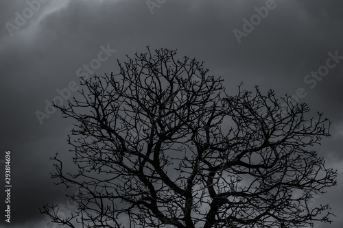 Silhouette dead tree and branch on grey sky background. Black branches of tree. Nature texture background. Art background for sad, dead, lonely, hopeless, and despair. Halloween day background. © Artinun