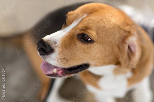 pets and animals concept - close up of beagle dog
