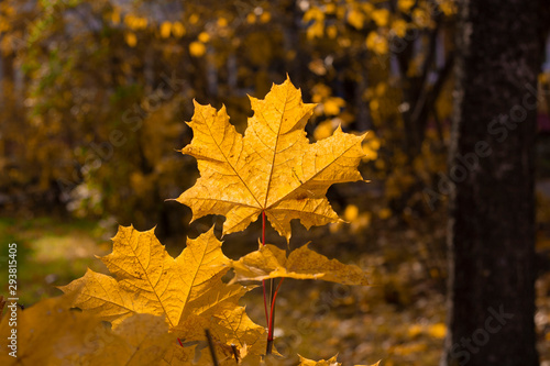 Bright yellow maple leaf on the background of autumn nature