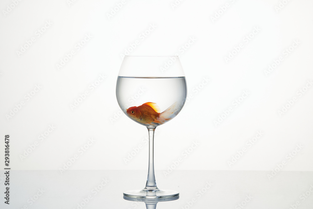 little goldfish moving in wineglass of water little goldfish moving in wineglass of water