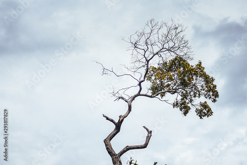 Wood, half dry, half green