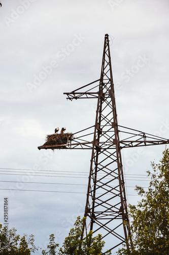 Power lines, stork nest, birds