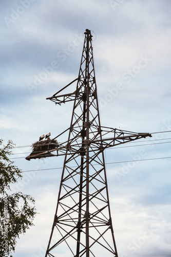 Power lines, stork nest, birds