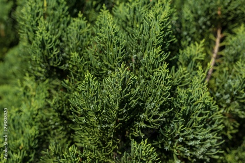 Texture of green pine branches