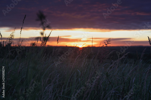 Dawn, field, colorful clouds, rising sun, ears of grass in the foreground