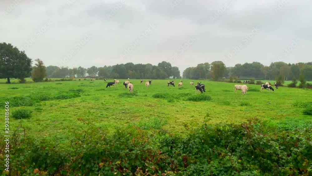 a swing over a field with many cows grazing in front of him a swing over a field with many cows grazing in front of him