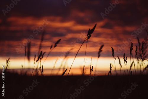 Dawn, field, colorful clouds, rising sun, ears of grass in the foreground