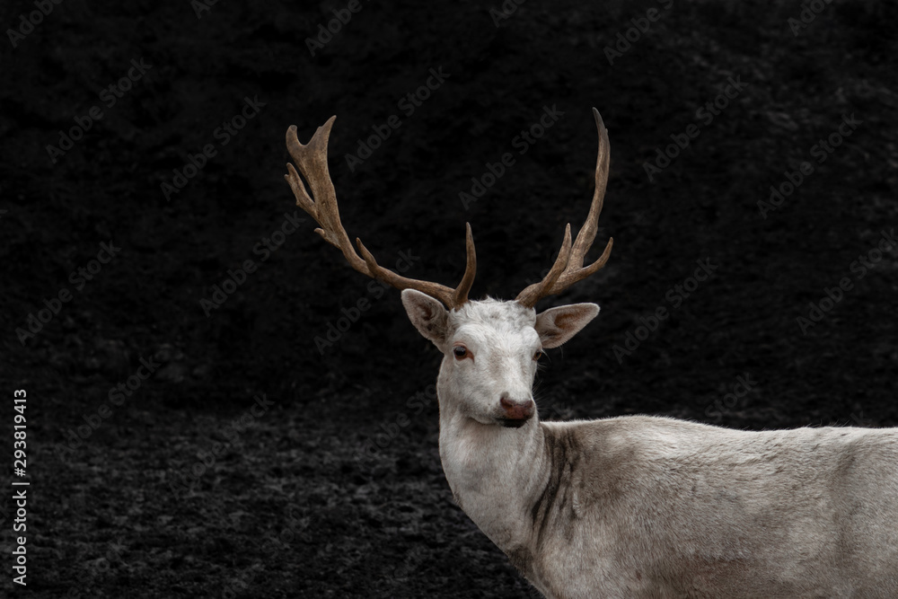 Young white deer in black background Young white deer in black background