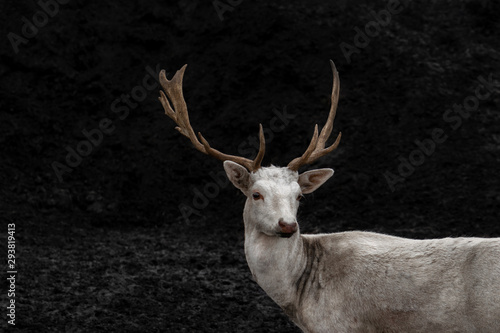 Young white deer in black background
