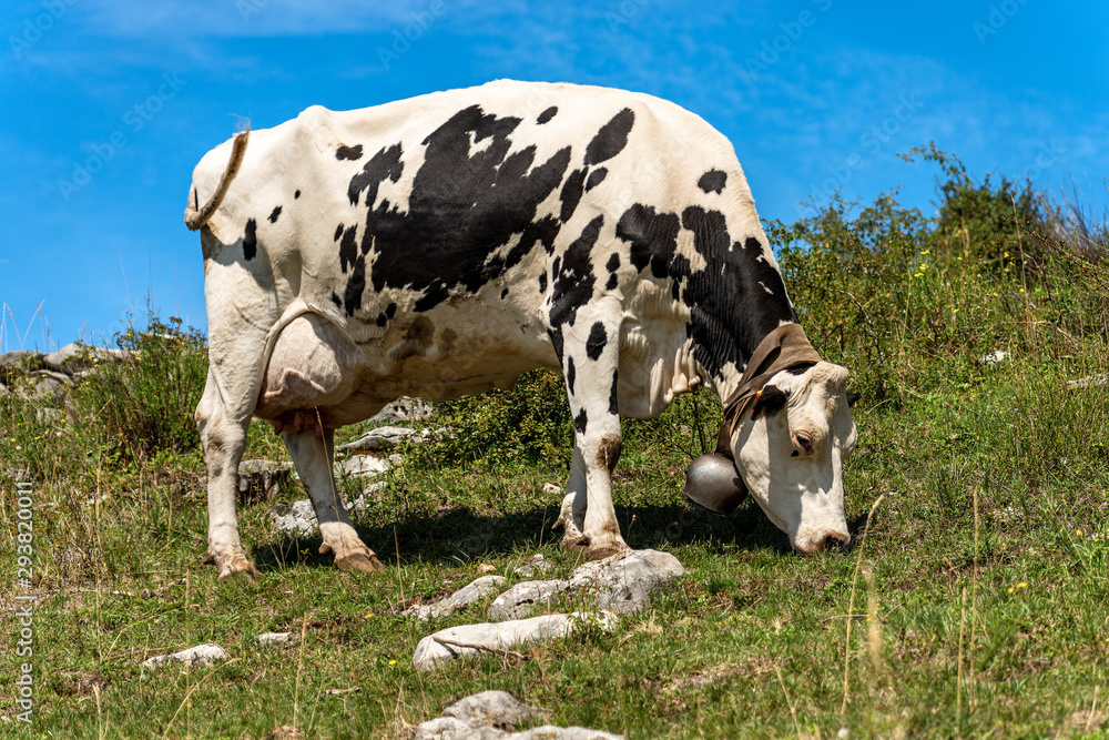 White and black spotted dairy cow with cowbell in a mountain pasture, Alps,  Italy, south Europe Photos | Adobe Stock
