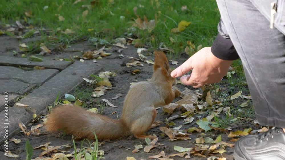 forest squirrel takes food from his hand in a city park. Gomel, Belarus forest squirrel takes food from his hand in a city park. Gomel, Belarus