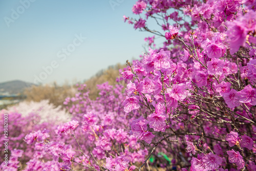 flowers on a background of blue sky