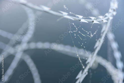 Spider web with drops on barbed wire