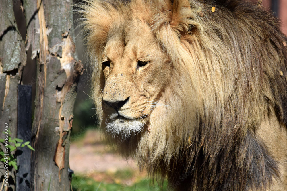 Katanga Lion Head Portrait Close Up