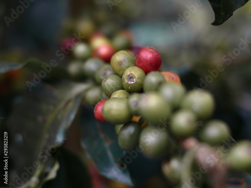 Coffe fruits