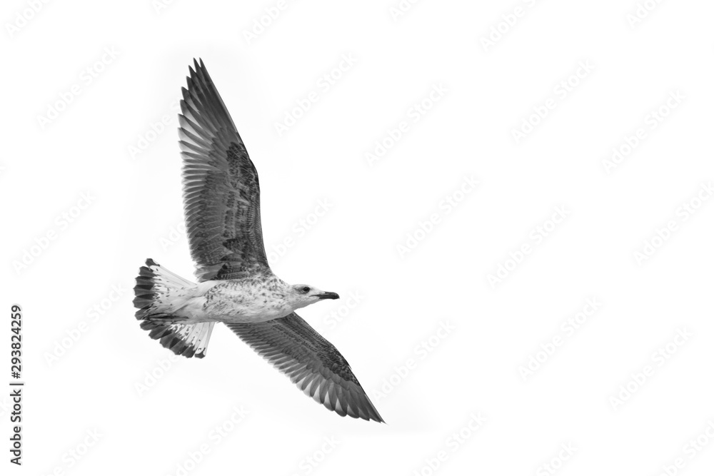 Fototapeta premium Seagull Flying