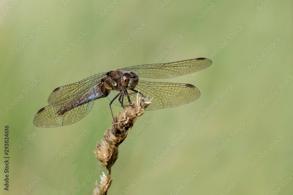 Common Darter orange dragonfly is one of the most abundant species in the UK and Europe Common Darter orange dragonfly is one of the most abundant species in the UK and Europe