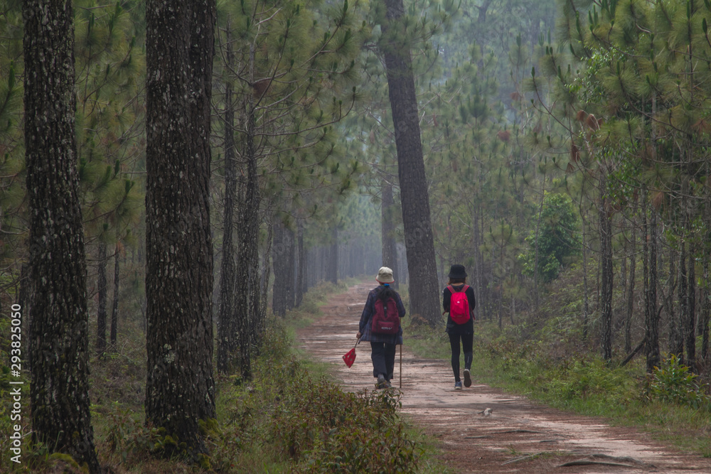woman walking in forest woman walking in forest