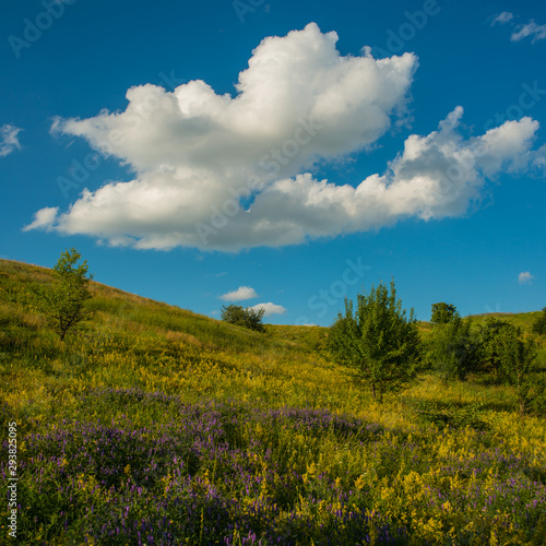 Blooming plants hillside in the meadow and clouds on a background of blue sky, countryside.