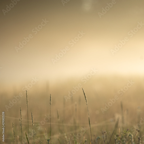 Blurred background  foggy morning on a meadow in the countryside.