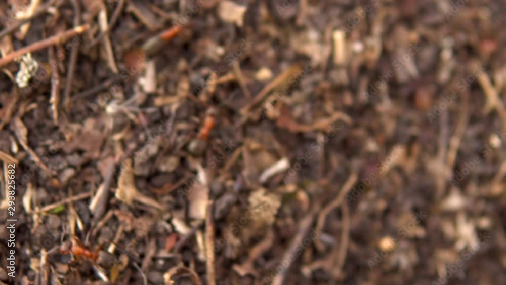 Ants running around the anthill. Wild nature. Close-up Ants running around the anthill. Wild nature. Close-up