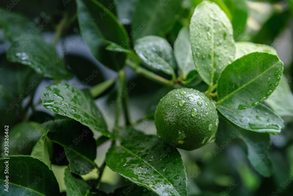 Fresh Green Lemon in Organic Farm. Native to Southeast Asia. Shot on Rainy Day or after Watering. Fresh Green Lemon in Organic Farm. Native to Southeast Asia. Shot on Rainy Day or after Watering.