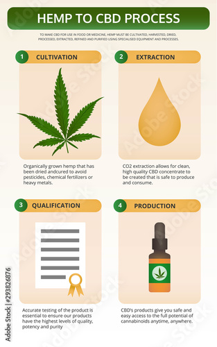 Hemp to CBD Process vertical textbook infographic illustration about cannabis as herbal alternative medicine and chemical therapy, healthcare and medical science vector.