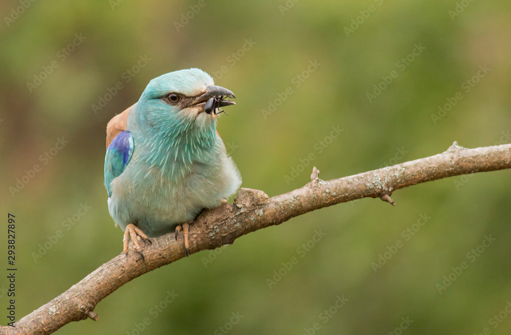 Obraz premium European Roller sitting on branch