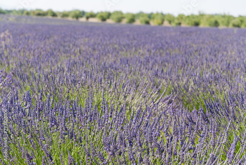 Fields of lavender in France