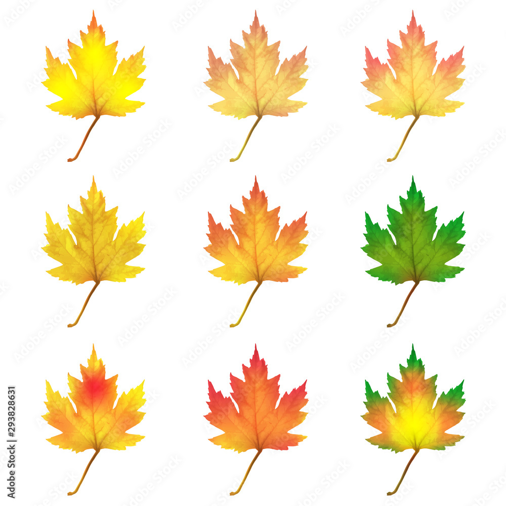 Fototapeta premium Realistic maple leaves isolated on white background
