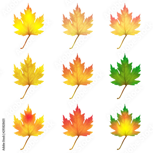 Realistic maple leaves isolated on white background