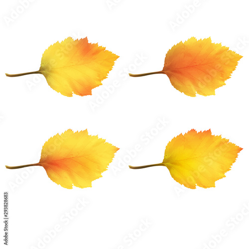 Realistic Alder Tree Leaves in Changing Fall Colors.