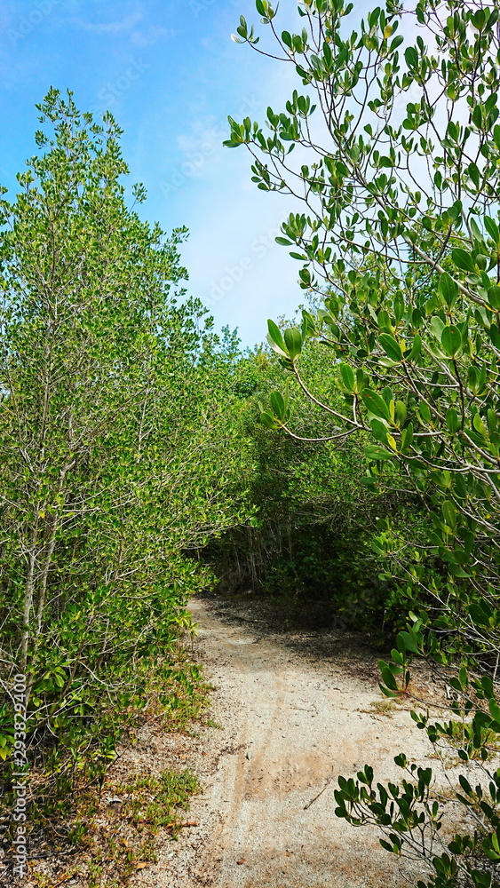 sand way to Mangrove forest sand way to Mangrove forest