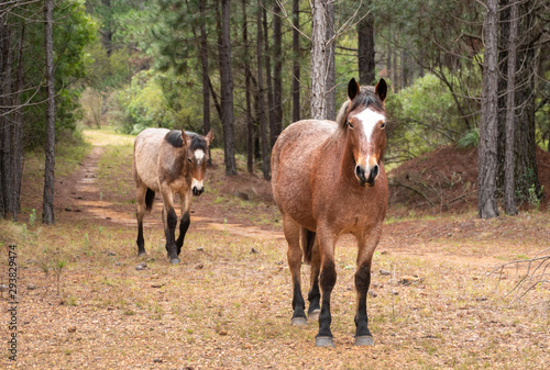 Walking horses