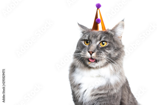 Fototapeta Naklejka Na Ścianę i Meble -  funny studio portrait of a one year old blue tabby maine coon cat wearing a funny birthday hat sticking out tongue in front of white background with copy space