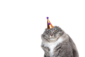 funny studio portrait of an annoyed young blue tabby maine coon cat displeased about wearing a birthday hat looking at camera in front of white background with copy space